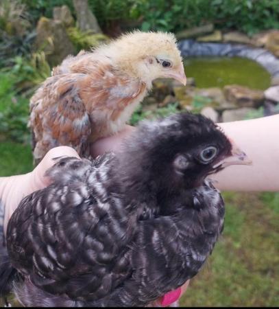 Image 14 of Light sussex chicks two weeks old £5 each or 5 for £20