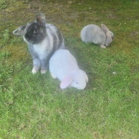 Image 2 of 2 Mini loprabbits for sale
