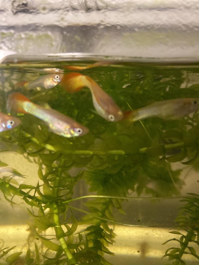 Preview of the first image of Yellow sunburst guppys pairs.