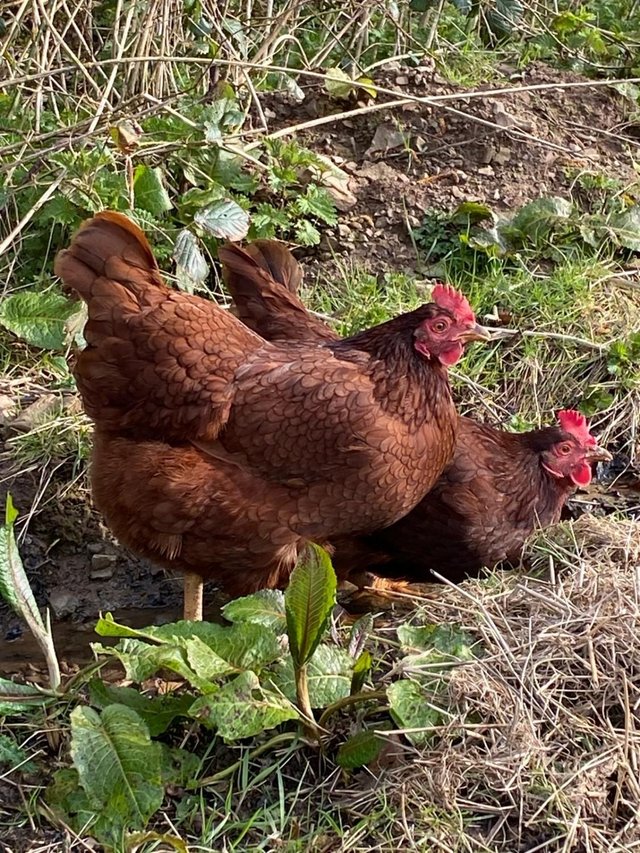 Preview of the first image of Pure bred Rhode Island Red hens, just started laying..