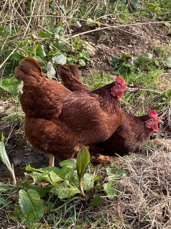 Image 1 of Pure bred Rhode Island Red hens, just started laying.