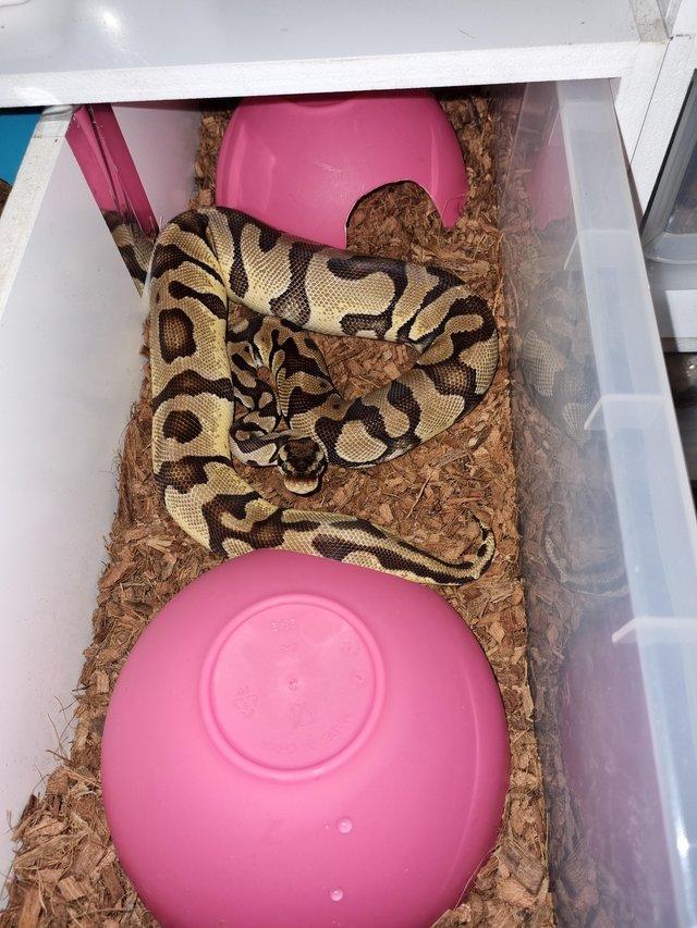 Preview of the first image of Enchi Pastel 66%het pied ghost CB21 female.