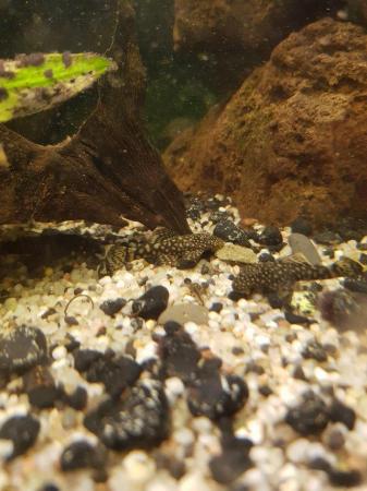 Image 2 of Plecos ready for homes albino and black and white dots