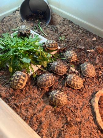 Image 4 of 2023 Hermanns tortoise hatchlings - ONLY 3 left