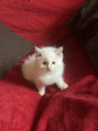 Image 19 of Last Affectionate lilac male Ragdoll kitten ready now!