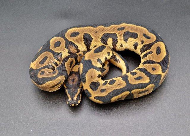 Preview of the first image of Leopard Yellow Belly Het Clown 50% Het Pied M Python 230501.