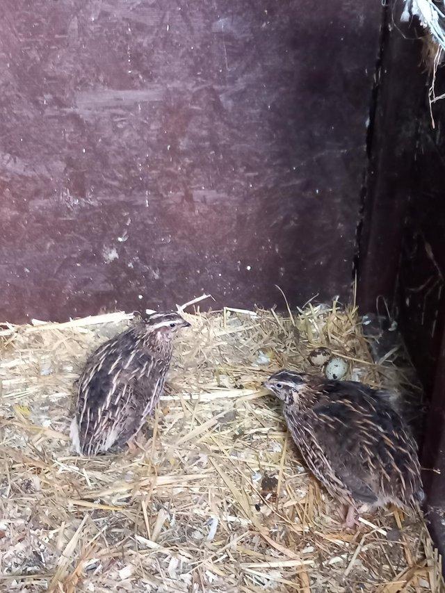 Preview of the first image of Breeding pair of Coturnix Quails.