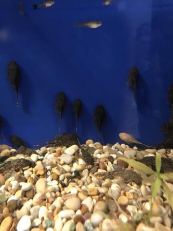 Image 4 of Pleco super red £5 and standard £2