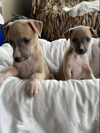 Image 2 of Beautiful whippet puppies