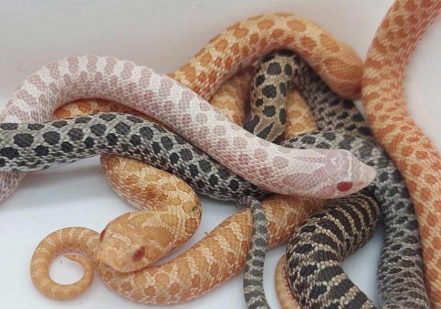Image 1 of Male Hognose Snakes 2023 - Albino, Axanthic, Snow, & Hets