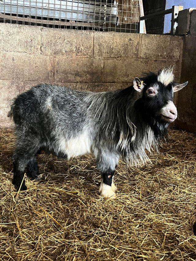 Preview of the first image of Disbudded Registered Pygmy Billy Goat.