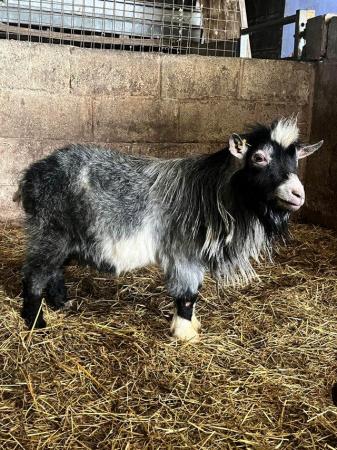 Image 1 of Disbudded Registered Pygmy Billy Goat