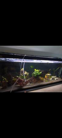 Image 4 of 4ft fish tank, 160l, full set up
