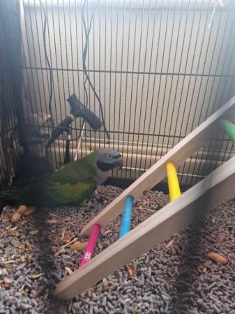 Image 3 of Beautiful male derbyan parrot 10 months old