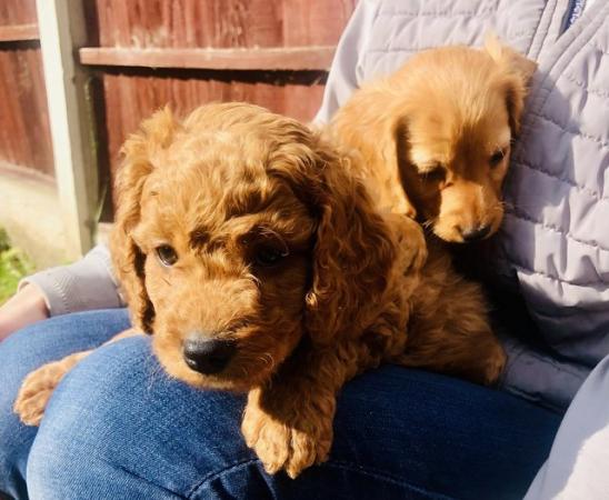 Image 14 of F1 COCKAPOO PUPPYS READY TO LEAVE