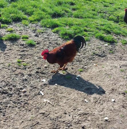 Image 1 of Genuine Rhode Island Red Stock Cockerel - 10 months old