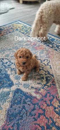Image 14 of F1b cockapoo puppies for sale