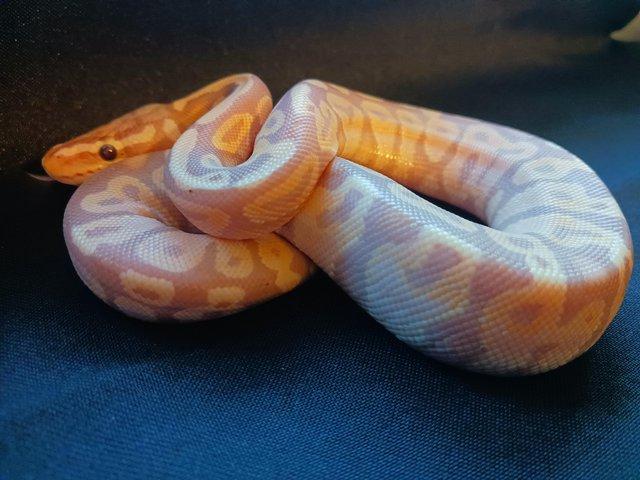 Preview of the first image of Reduced cb2023 royal pythons multi gene combos.