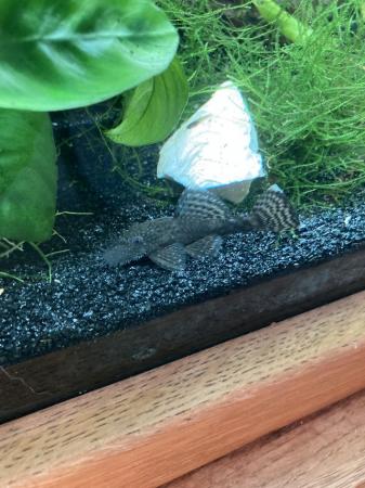 Image 3 of Large common Bristlenose,snails & plants PRICE IN AD
