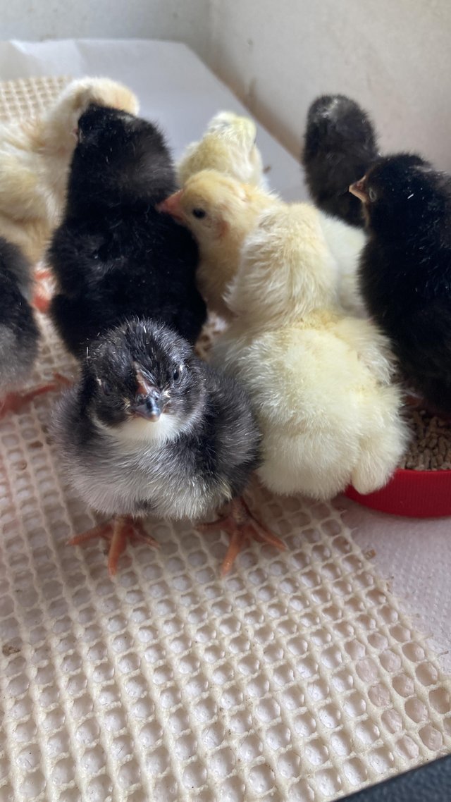 Preview of the first image of Two day old chicks females will lay a green olive egg.