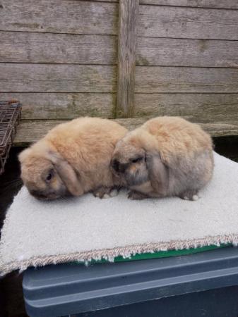 Image 5 of pair of sooty fawn mini lops