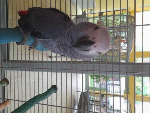 Image 3 of African Grey Baby Hand Reared