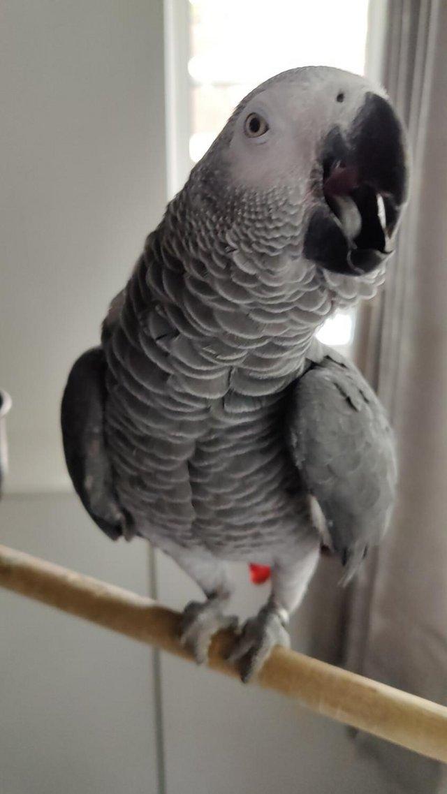 Preview of the first image of African Gray Parrot, ( Male ),Name (KoKo).