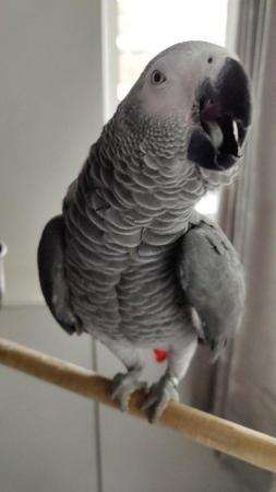 Image 1 of African Gray Parrot, ( Male ),Name (KoKo)