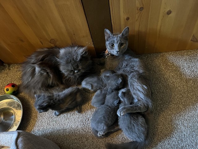 Preview of the first image of Blue Persian x Chartreux kittens.