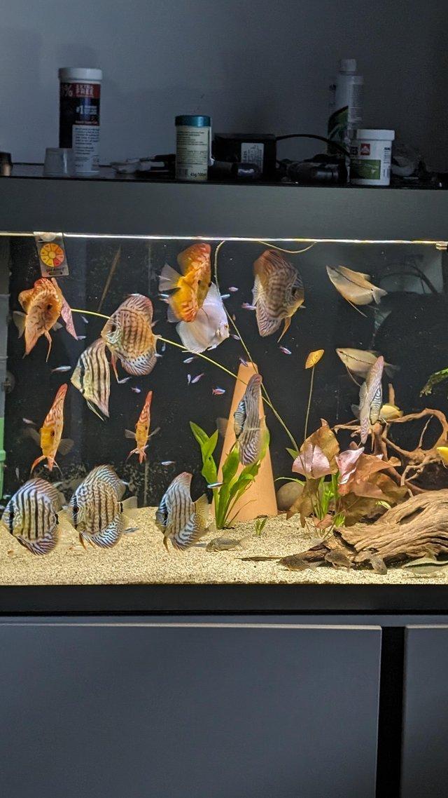 Preview of the first image of Group of Asian discus fish for sale.