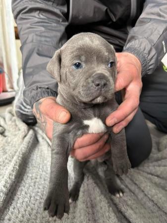Image 5 of Beautiful Blue Staffordshire Bull Bitches for sale
