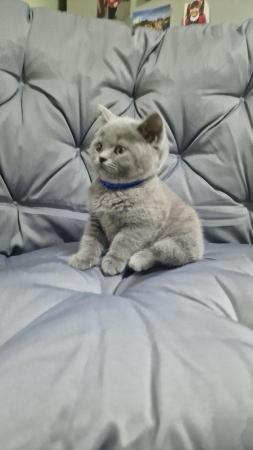 Image 7 of Gccf registered pure british shorthair ready 19th January