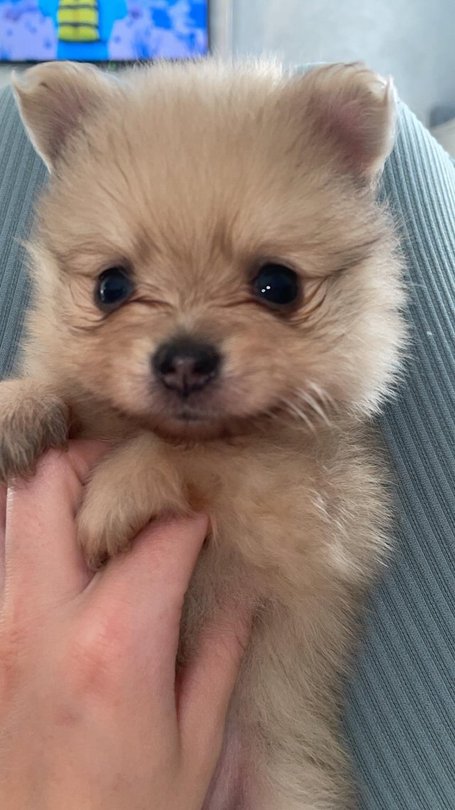 Preview of the first image of 3 girl Pomeranian Puppies ready to leave 21st May!.