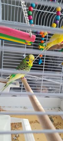 Image 4 of 2 budgies with cage for sale