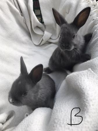 Image 1 of 8 week old netherland dwarf baby rabbits ready now last 2