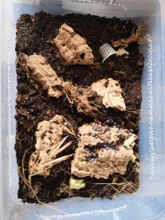 Image 16 of Various Tarantulas and other inverts for sale