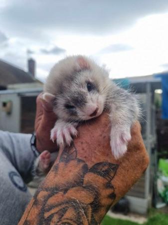 Image 5 of FERRET KITS FOR SALE!!!!