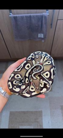 Image 2 of Royal/ball python female for sale!