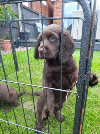 Image 8 of A gorgeous litter of 1 left chocolate cockers