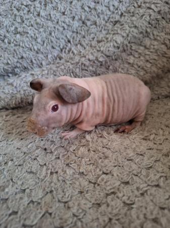 Image 7 of Skinny pig boars boys hairless guinea pigs