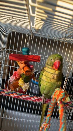Image 4 of Hand tame young alexandrine parrot