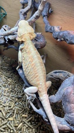 Image 6 of Bearded Dragons Special Offer for Grown on Juvenile dragons