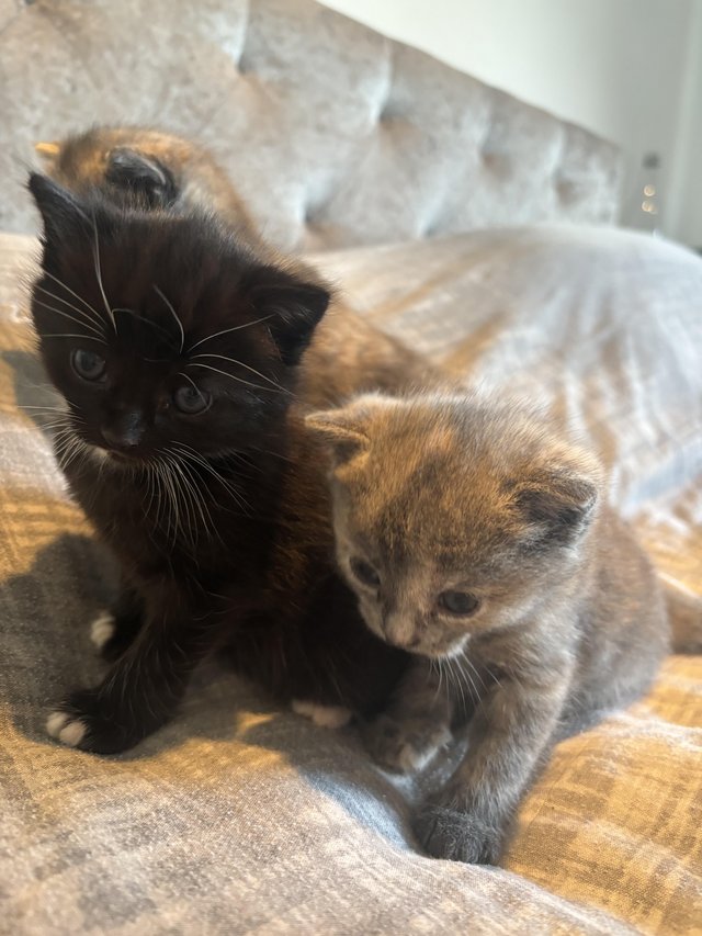 Preview of the first image of Mixed breed kittens 1 male 2 female.