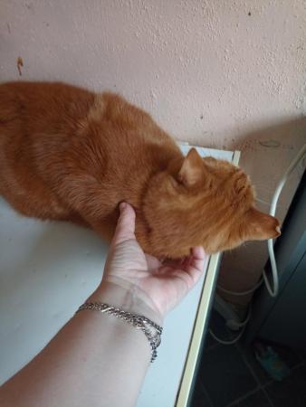 Image 3 of Ginger make cat for sale