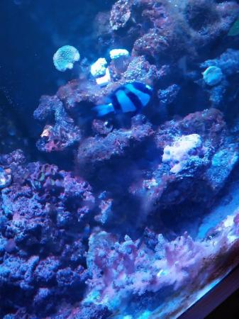 Image 2 of Marine tank reef tank saltwater tank. Corals lights fish etc