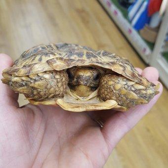 Image 2 of male pancake tortoise from animaltastic