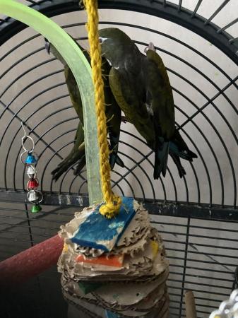 Image 4 of Bonded pair of Patagonian conures available