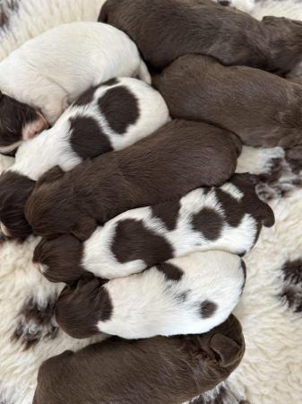 Image 5 of Sprocker spaniel puppies