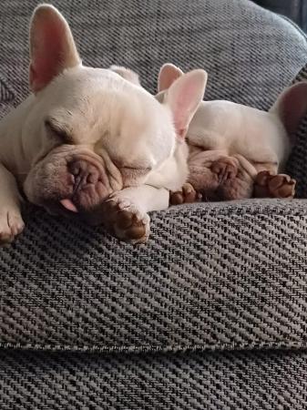 Image 1 of French Bulldogs for sale. £400.00 for both!