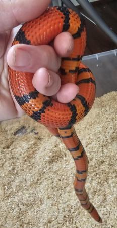 Image 5 of Beautiful Hondoran Milk Snake (Tangerine Morph)
